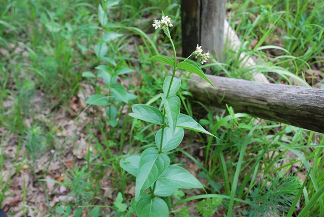 Vincetoxicum hirundinaria